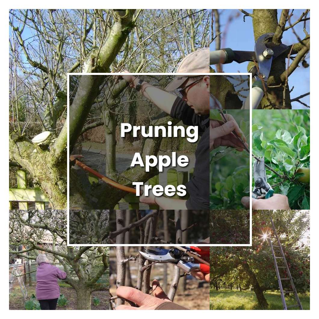 How to Grow Pruning Apple Trees - Plant Care & Tips