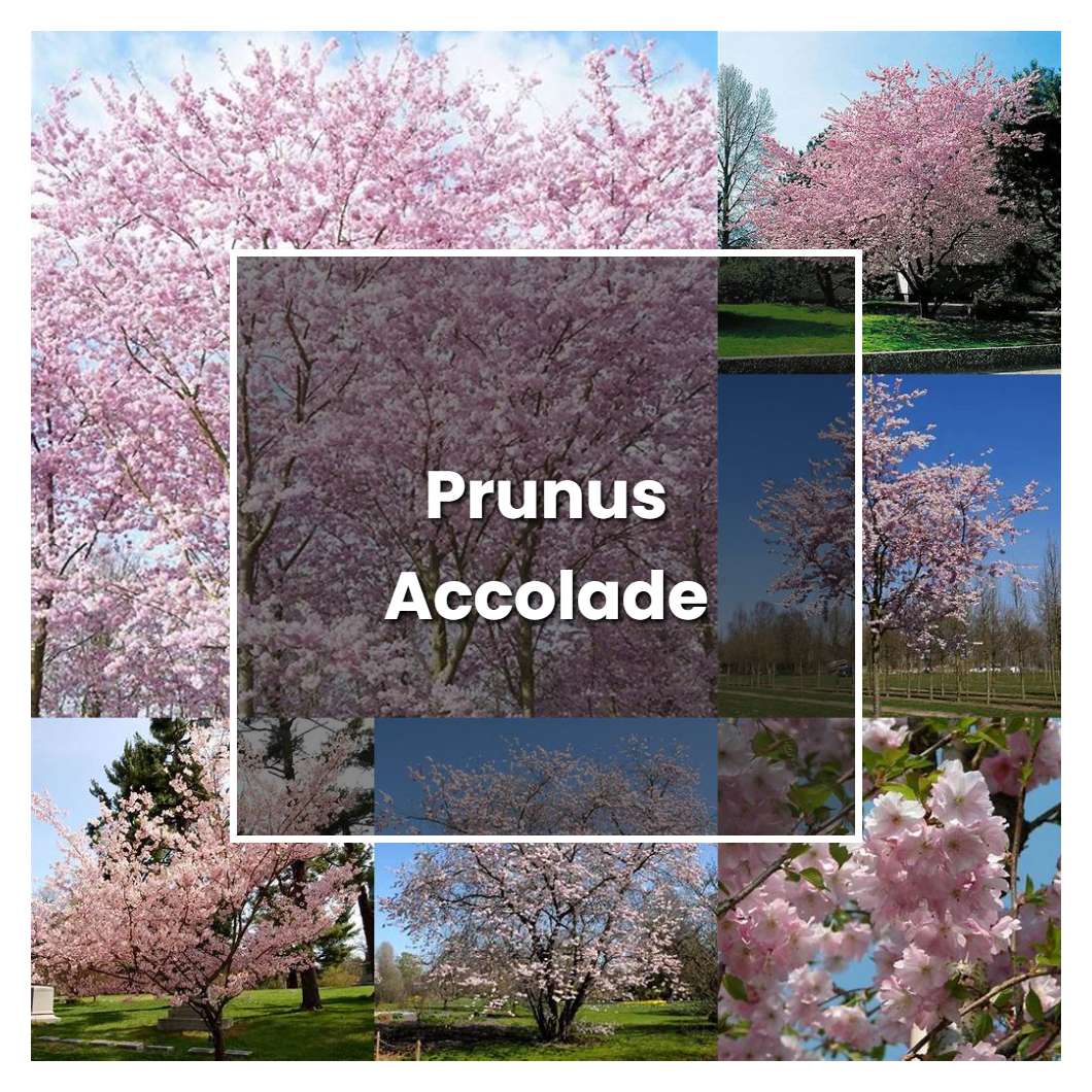 How to Grow Prunus Accolade - Plant Care & Tips