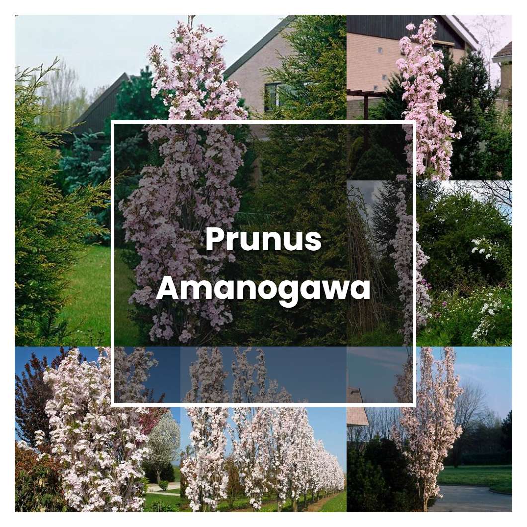 How to Grow Prunus Amanogawa - Plant Care & Tips