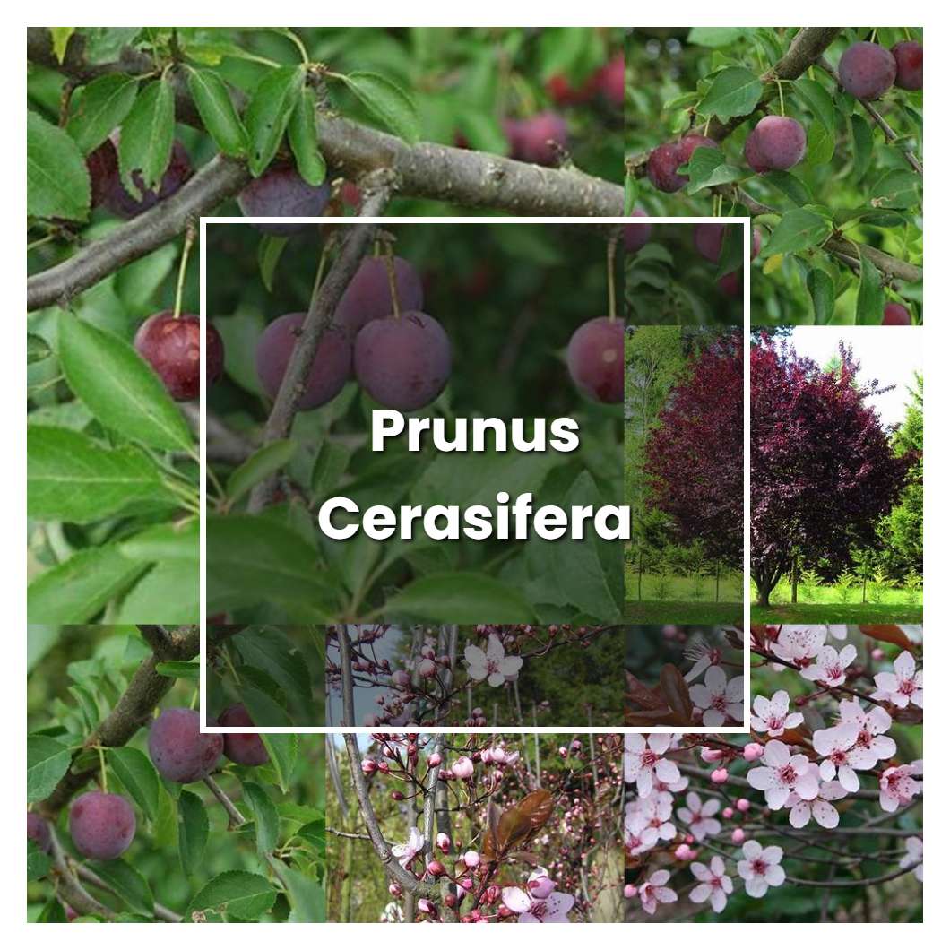 How to Grow Prunus Cerasifera - Plant Care & Tips