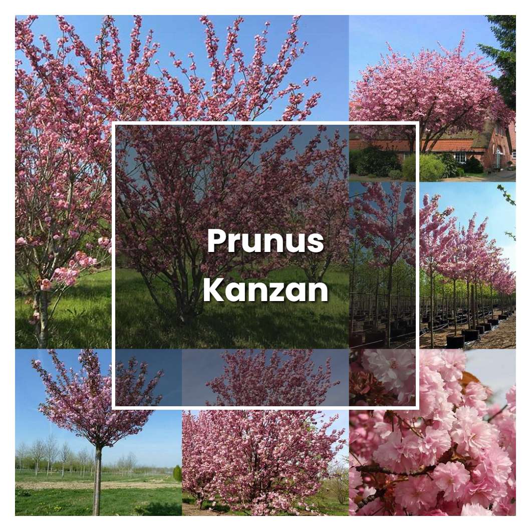How to Grow Prunus Kanzan - Plant Care & Tips