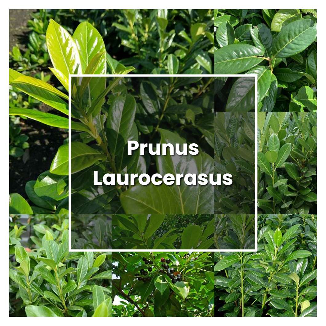 How to Grow Prunus Laurocerasus - Plant Care & Tips