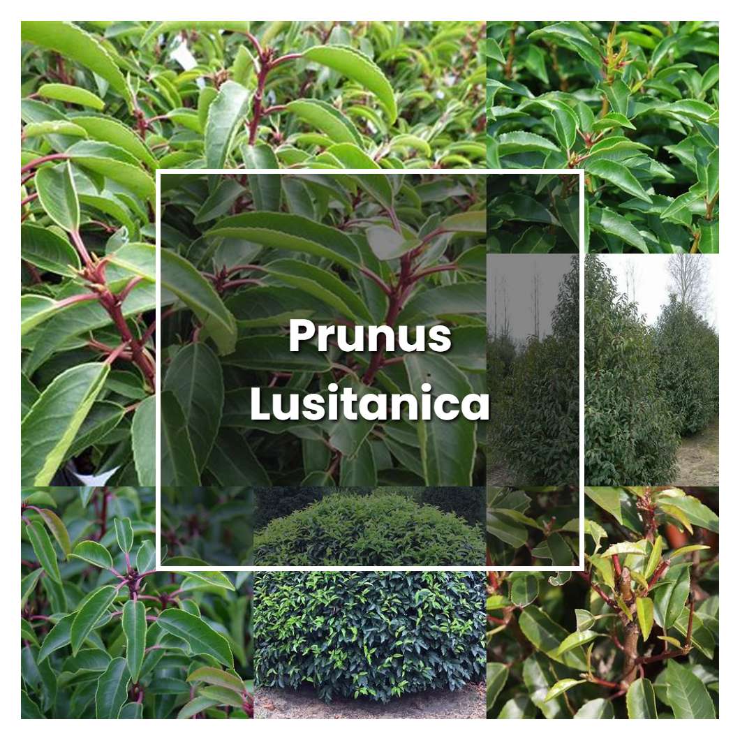 How to Grow Prunus Lusitanica - Plant Care & Tips