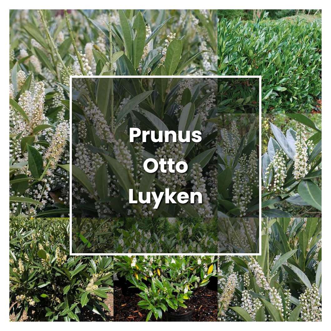 How to Grow Prunus Otto Luyken - Plant Care & Tips