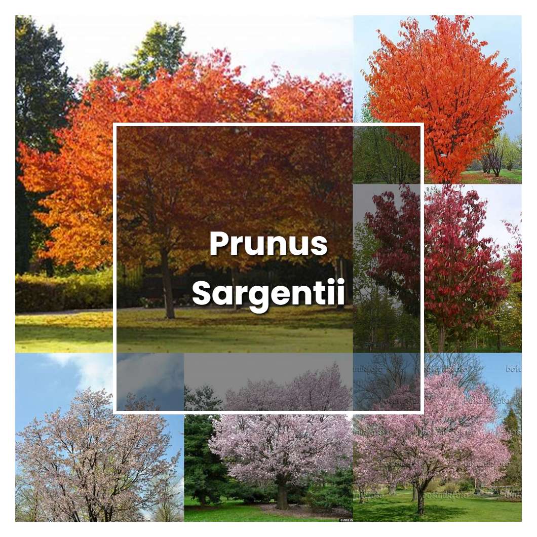How to Grow Prunus Sargentii - Plant Care & Tips