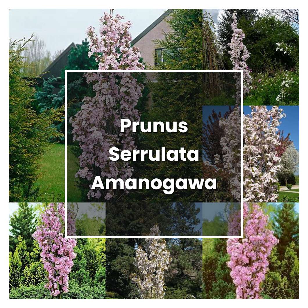 How to Grow Prunus Serrulata Amanogawa - Plant Care & Tips