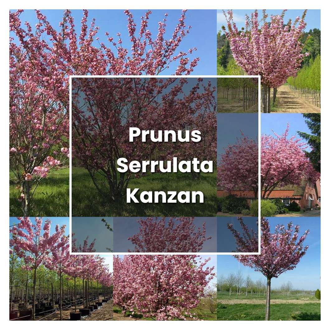 How to Grow Prunus Serrulata Kanzan - Plant Care & Tips