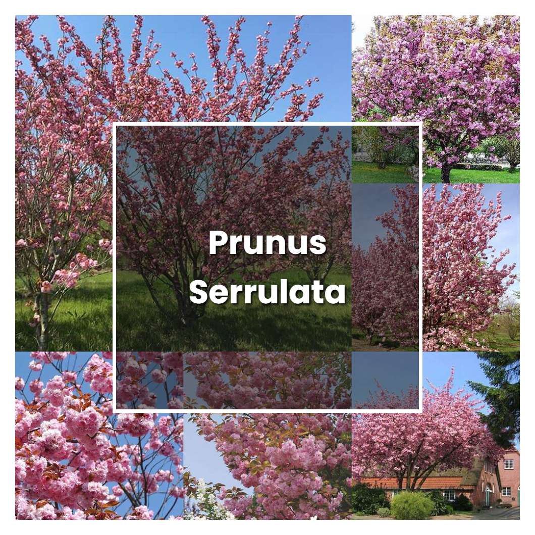 How to Grow Prunus Serrulata - Plant Care & Tips