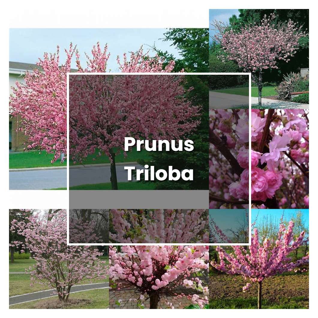 How to Grow Prunus Triloba - Plant Care & Tips