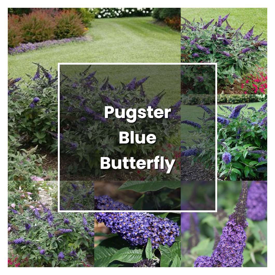 How to Grow Pugster Blue Butterfly Bush - Plant Care & Tips