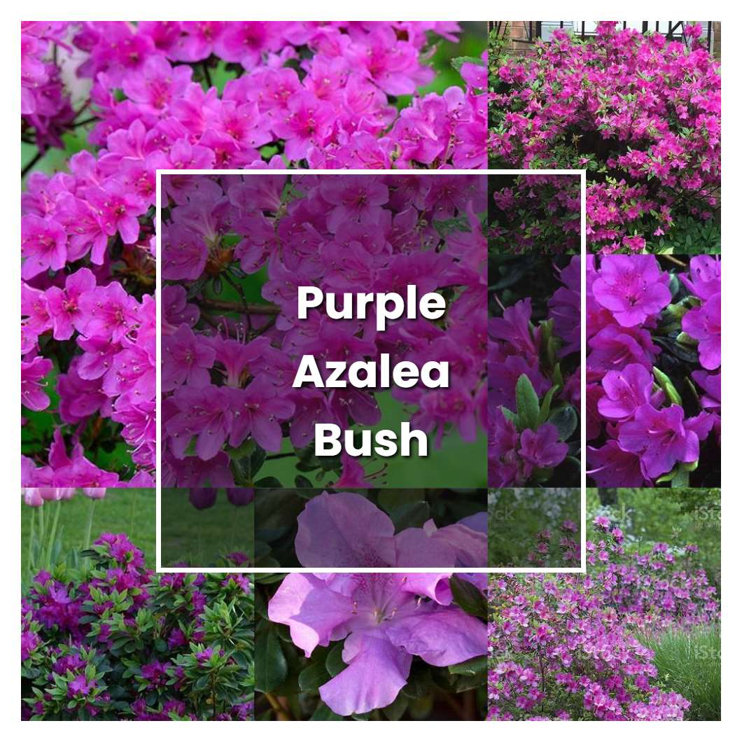 How to Grow Purple Azalea Bush - Plant Care & Tips