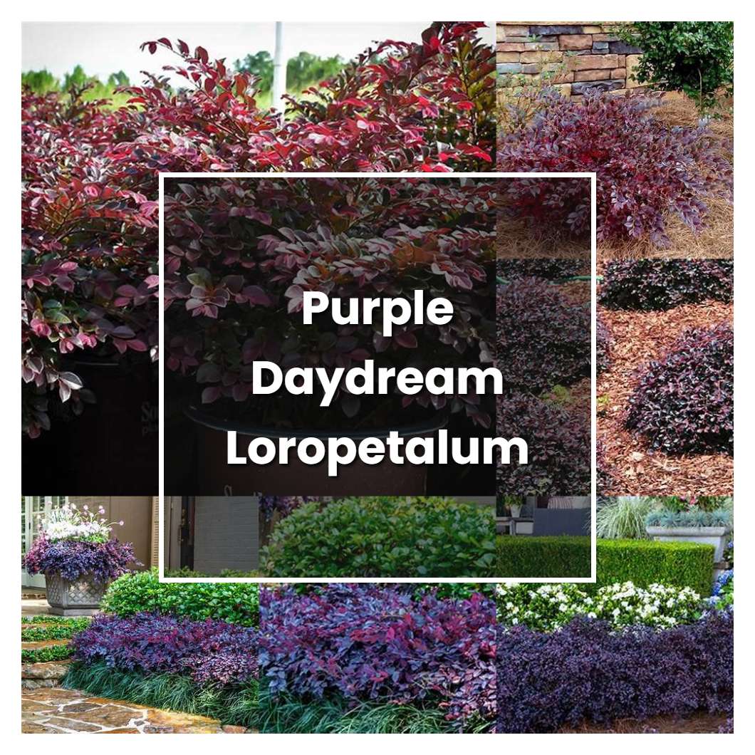 How to Grow Purple Daydream Loropetalum - Plant Care & Tips