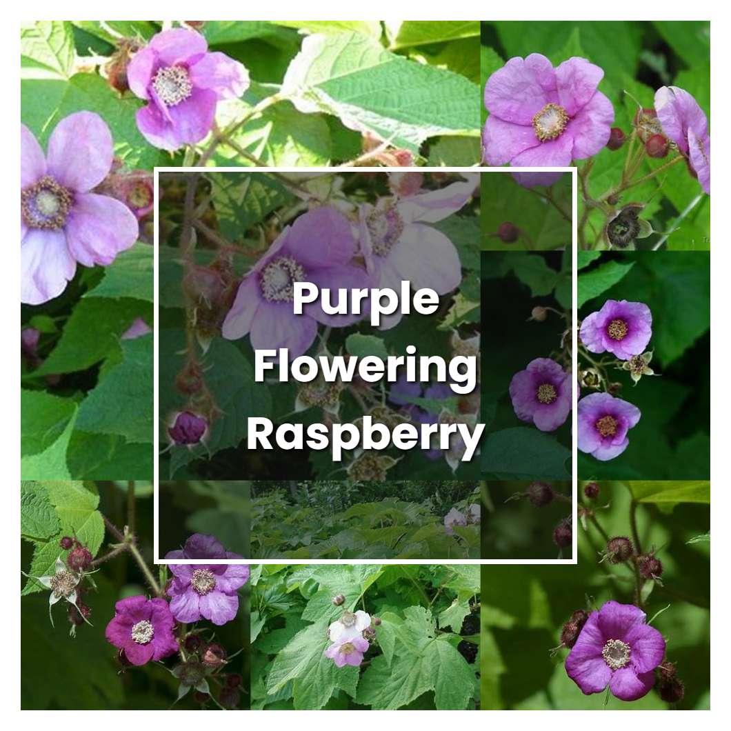 How to Grow Purple Flowering Raspberry - Plant Care & Tips