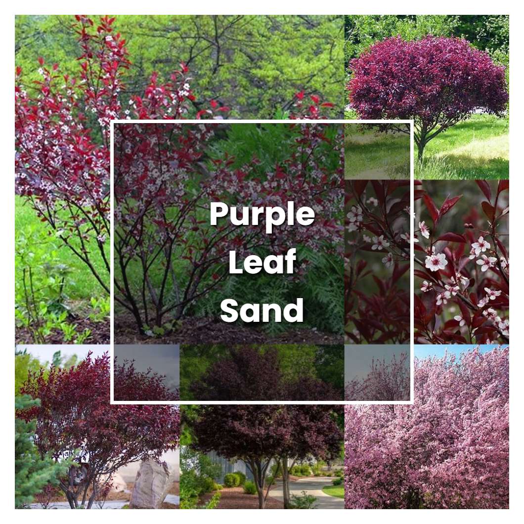 How To Grow Purple Leaf Sand Cherry Tree Plant Care Tips how-to-grow-purple-leaf-sand-cherry-tree-plant-care-tips