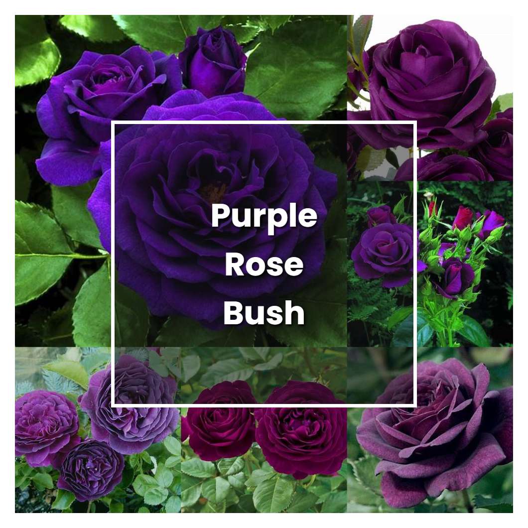 How to Grow Purple Rose Bush - Plant Care & Tips