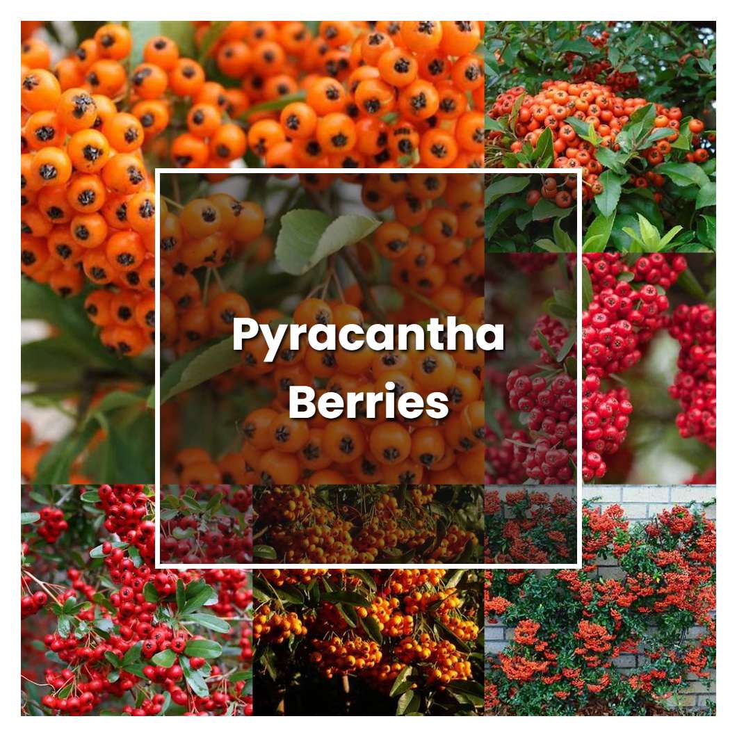 How to Grow Pyracantha Berries - Plant Care & Tips