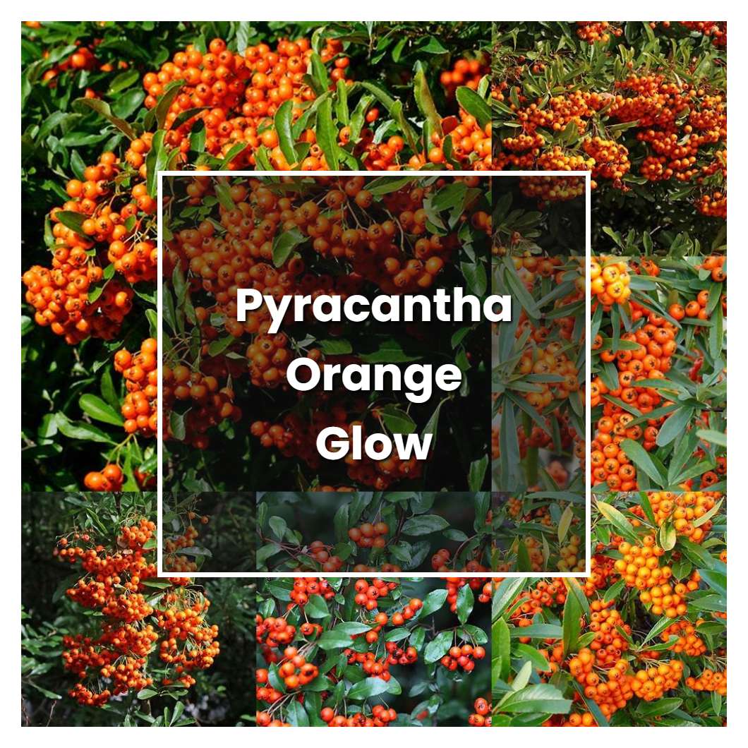 How to Grow Pyracantha Orange Glow - Plant Care & Tips