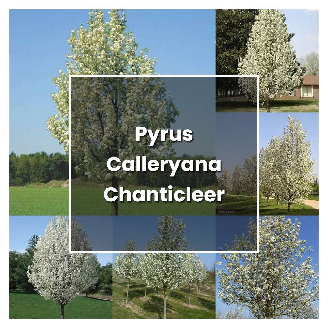 How to Grow Pyrus Calleryana Chanticleer - Plant Care & Tips