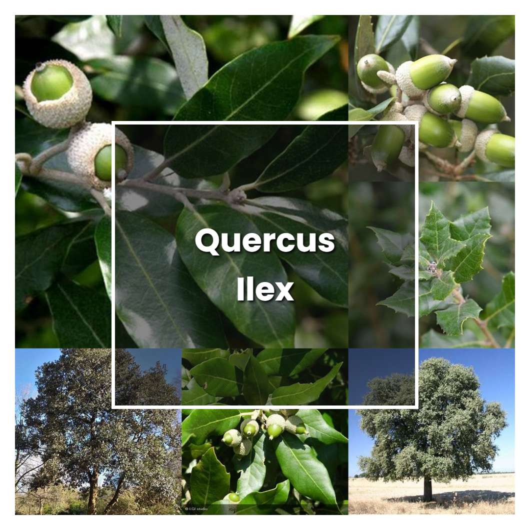 How to Grow Quercus Ilex - Plant Care & Tips
