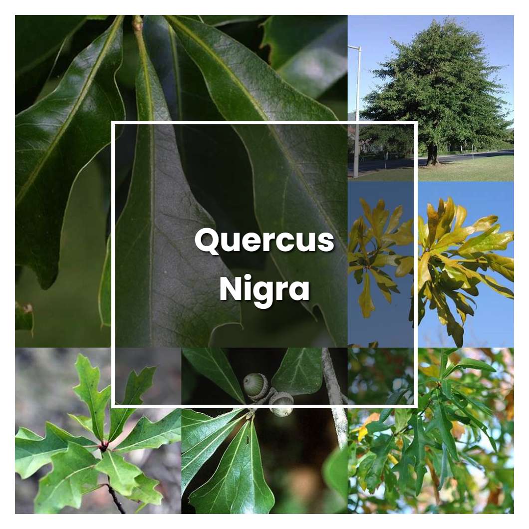 How to Grow Quercus Nigra - Plant Care & Tips
