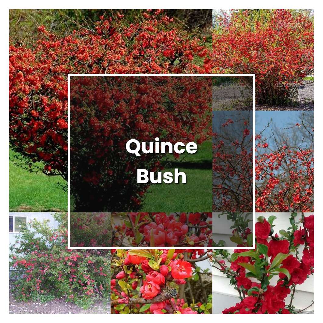 How to Grow Quince Bush - Plant Care & Tips