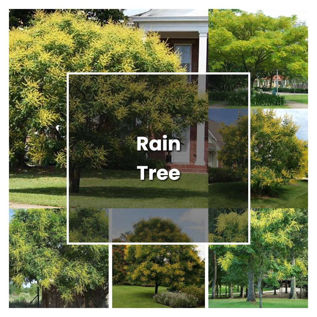 How to Grow Rain Tree - Plant Care & Tips