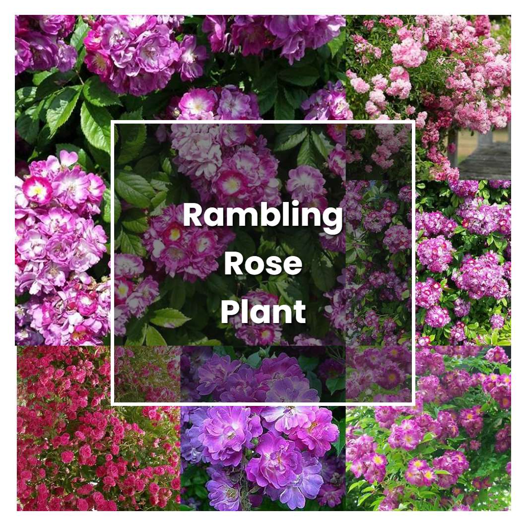How to Grow Rambling Rose Plant - Plant Care & Tips