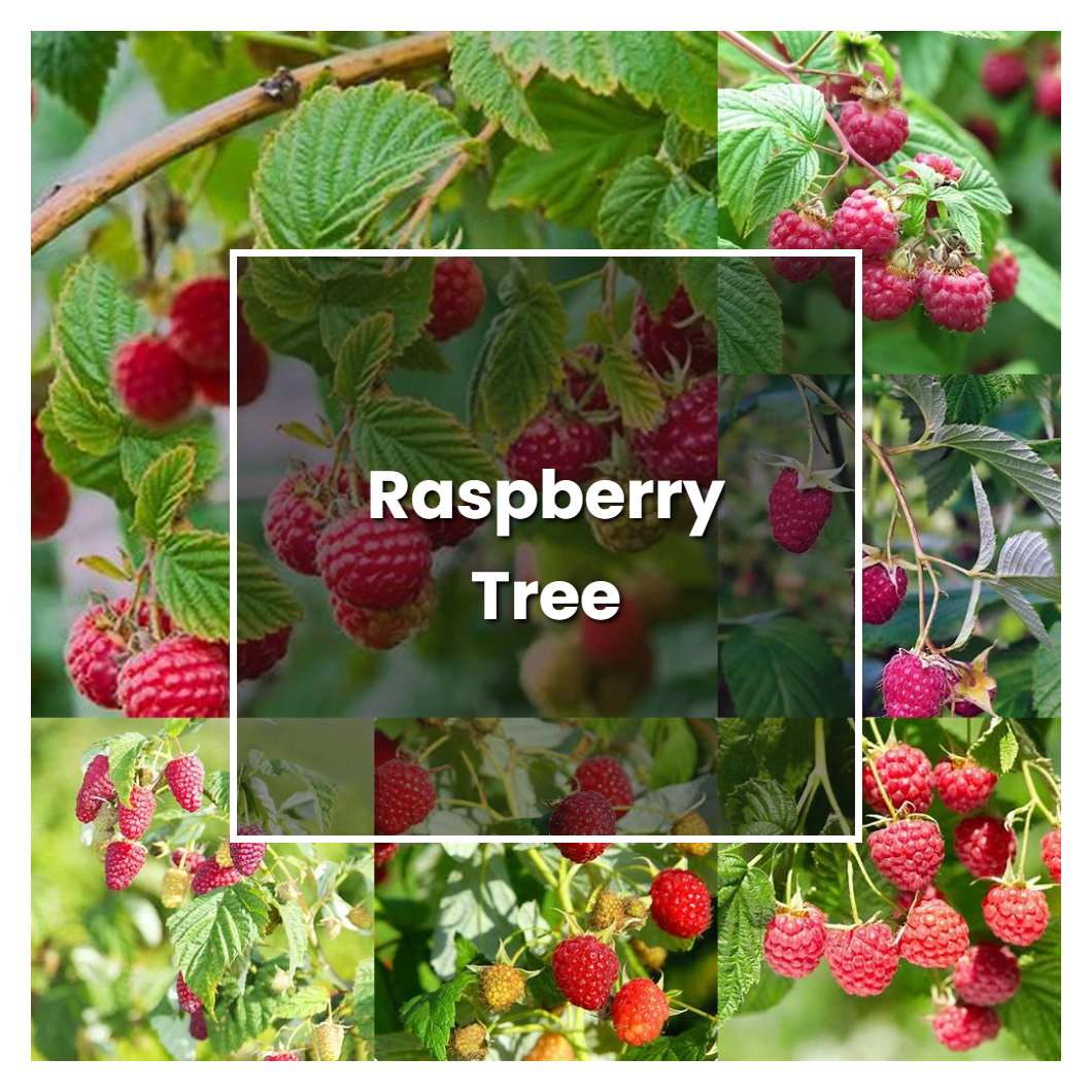 How to Grow Raspberry Tree - Plant Care & Tips