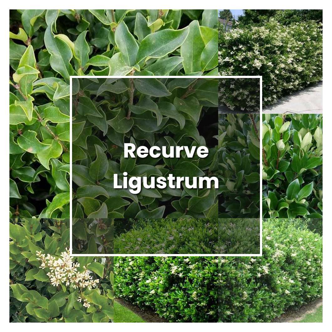 How to Grow Recurve Ligustrum - Plant Care & Tips