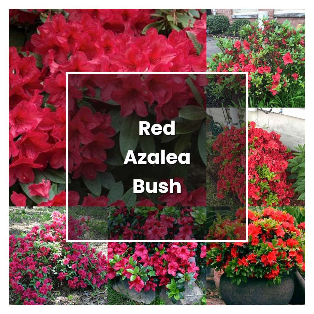 How to Grow Red Azalea Bush - Plant Care & Tips