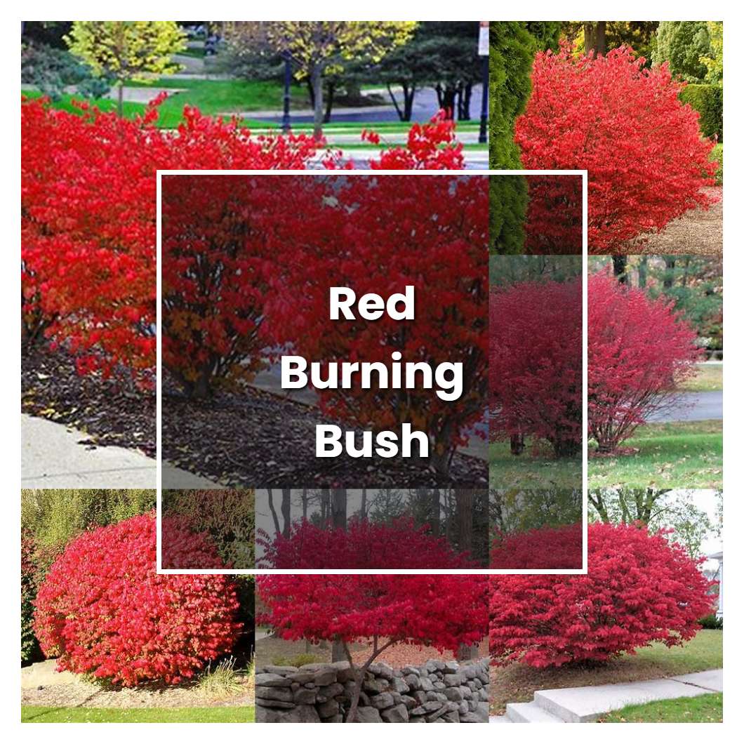 How to Grow Red Burning Bush - Plant Care & Tips