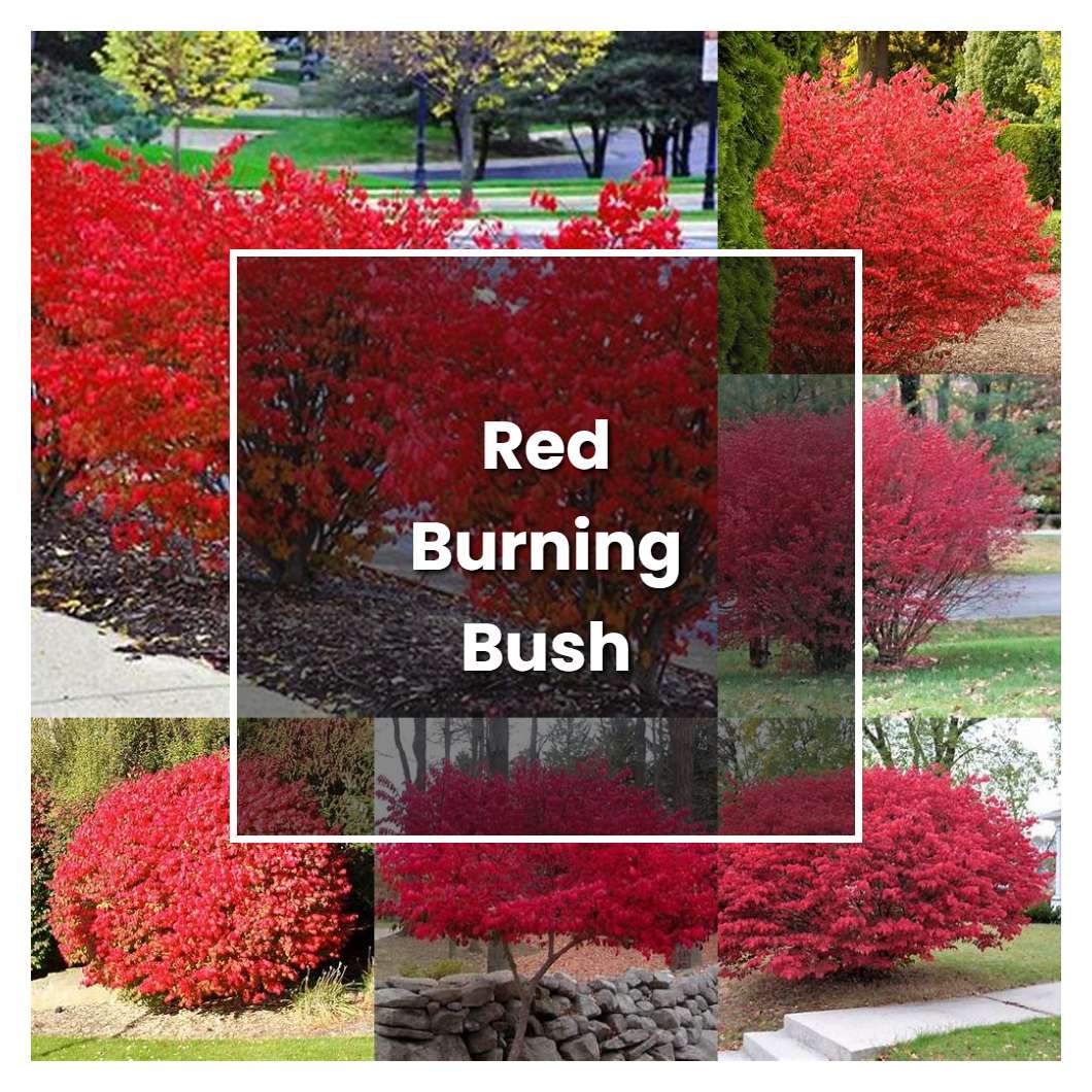 How to Grow Red Burning Bush Plant Care & Tips NorwichGardener