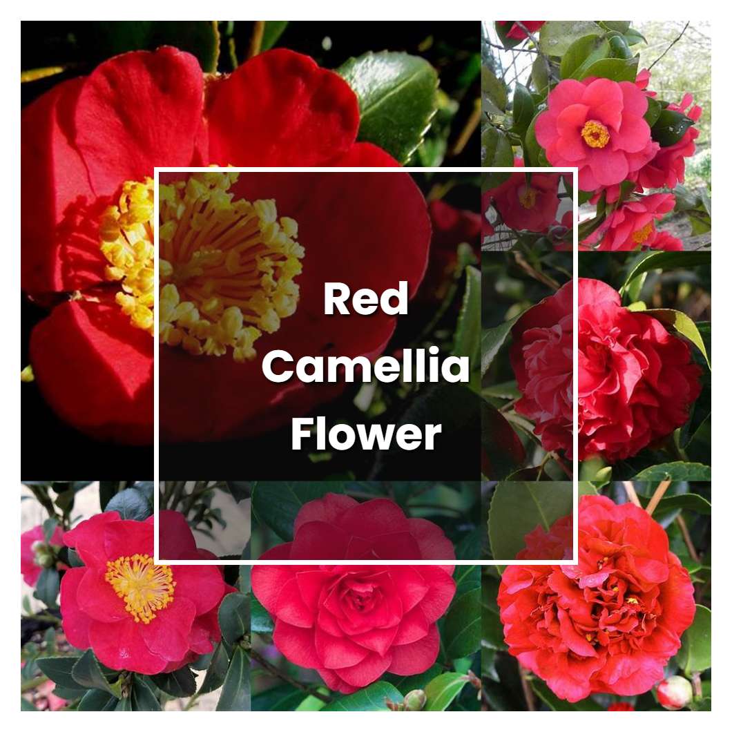 How to Grow Red Camellia Flower - Plant Care & Tips