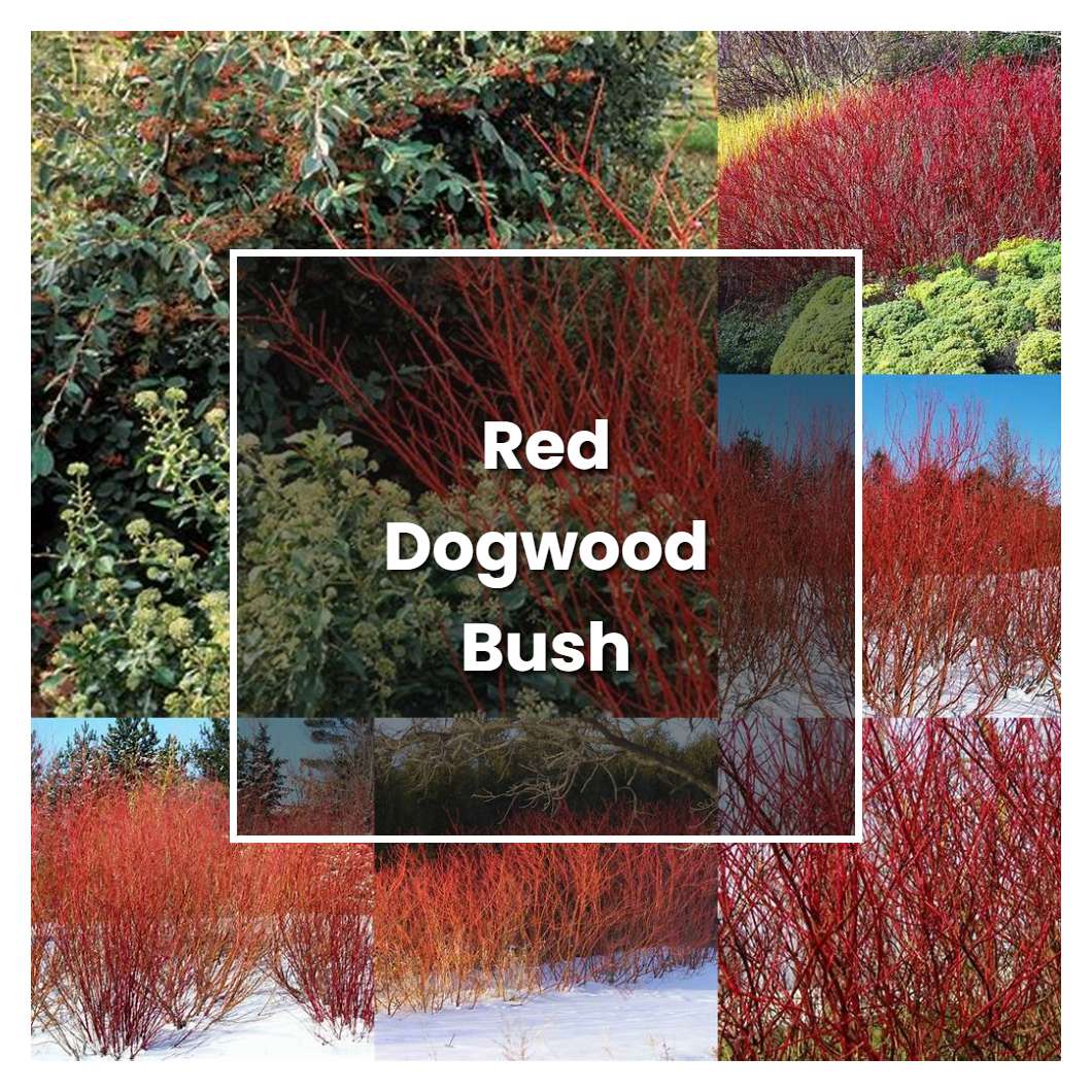 How to Grow Red Dogwood Bush - Plant Care & Tips