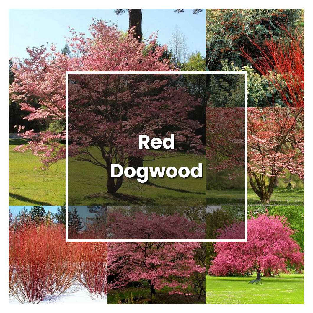 How to Grow Red Dogwood - Plant Care & Tips