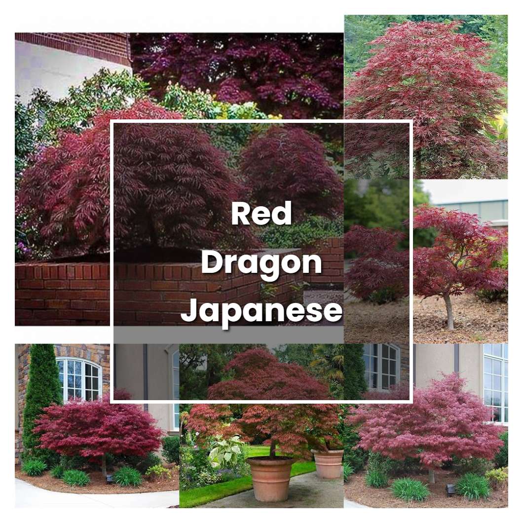 How to Grow Red Dragon Japanese Maple - Plant Care & Tips