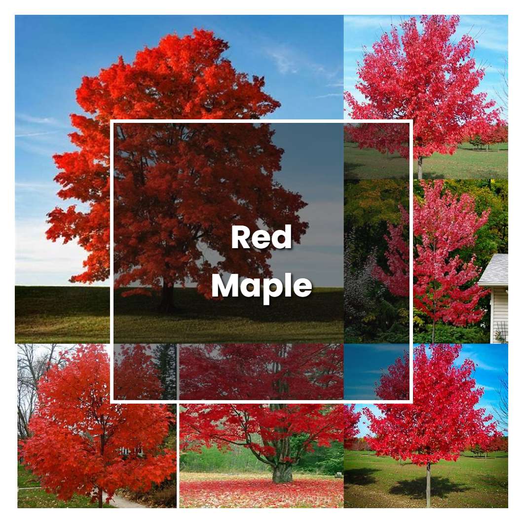 How to Grow Red Maple - Plant Care & Tips