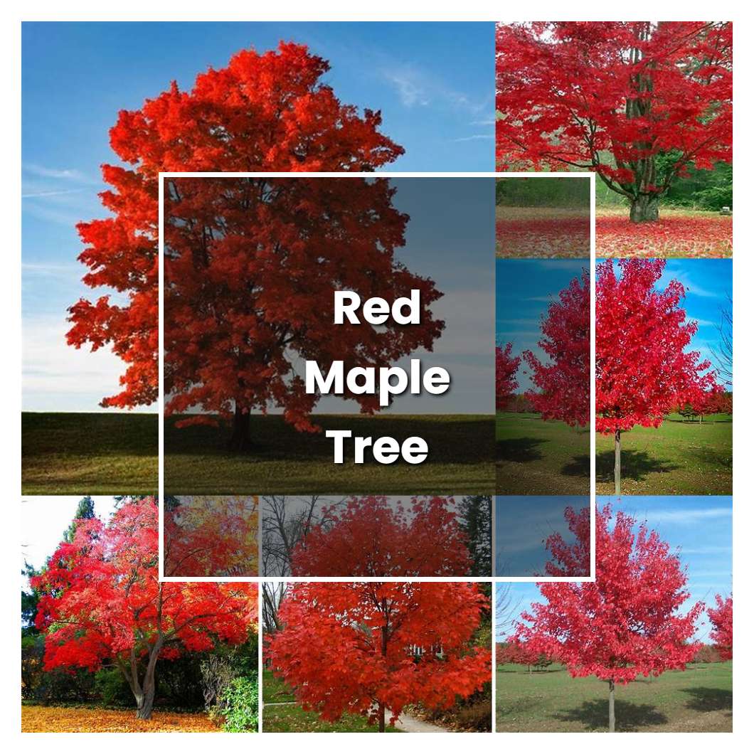 How to Grow Red Maple Tree Plant Care & Tips NorwichGardener