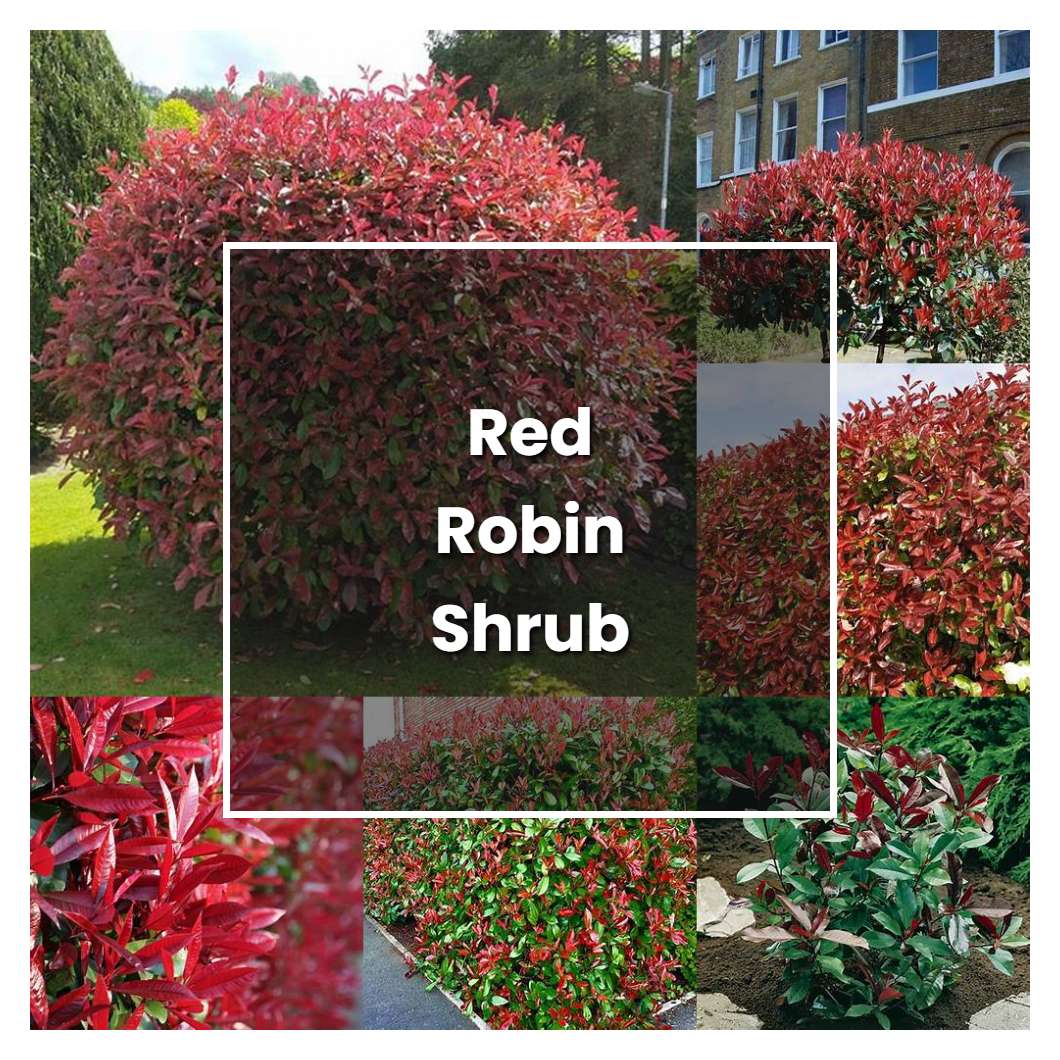 How to Grow Red Robin Shrub - Plant Care & Tips