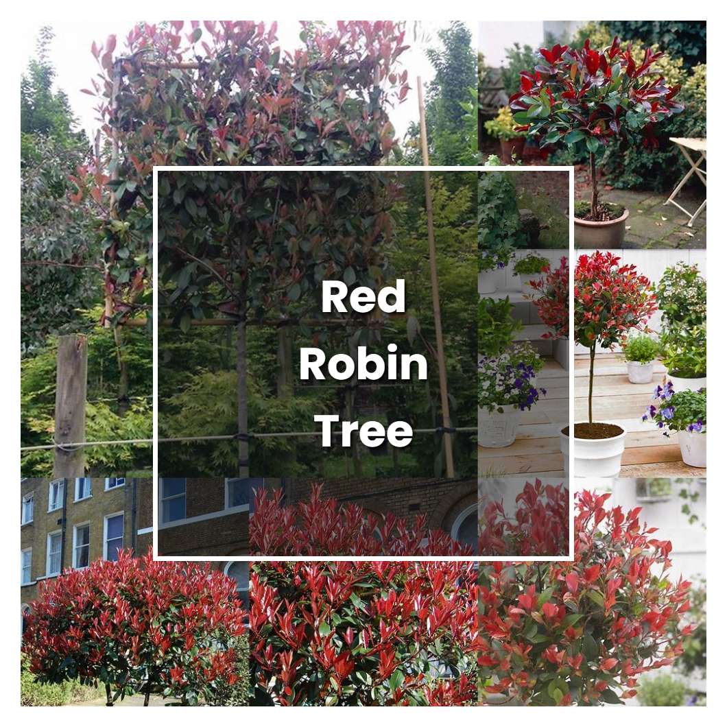 How to Grow Red Robin Tree - Plant Care & Tips