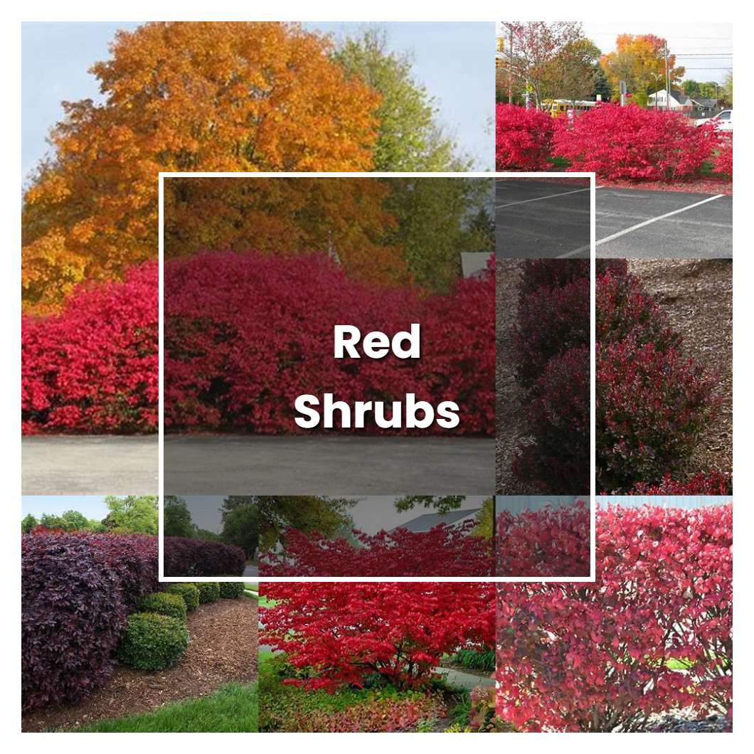 How to Grow Red Shrubs - Plant Care & Tips
