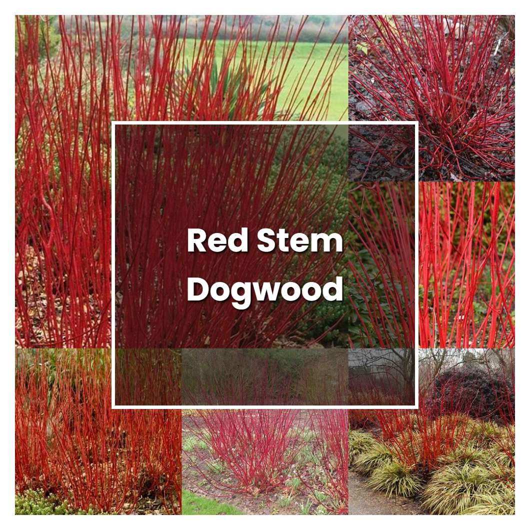 How to Grow Red Stem Dogwood - Plant Care & Tips