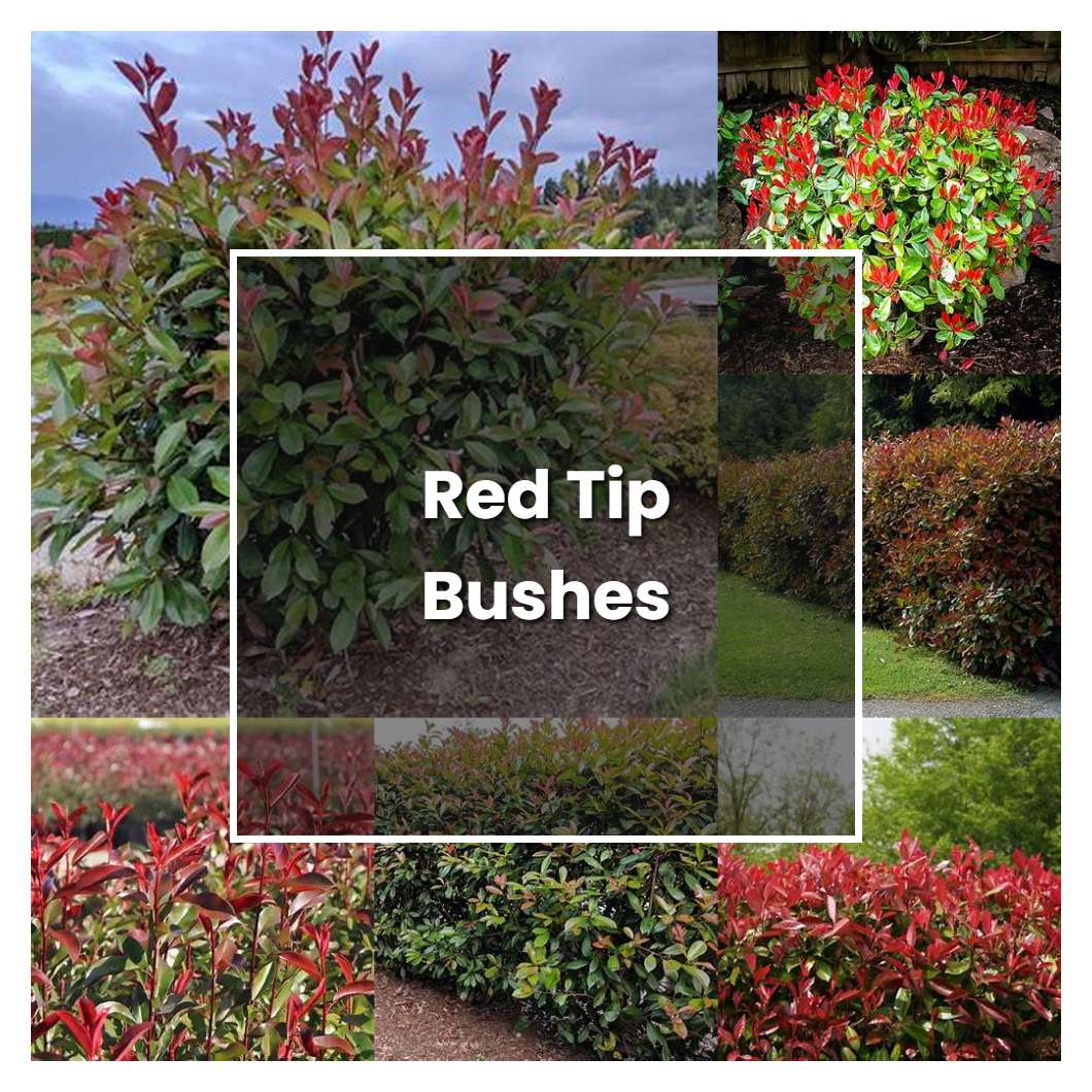 How to Grow Red Tip Bushes - Plant Care & Tips