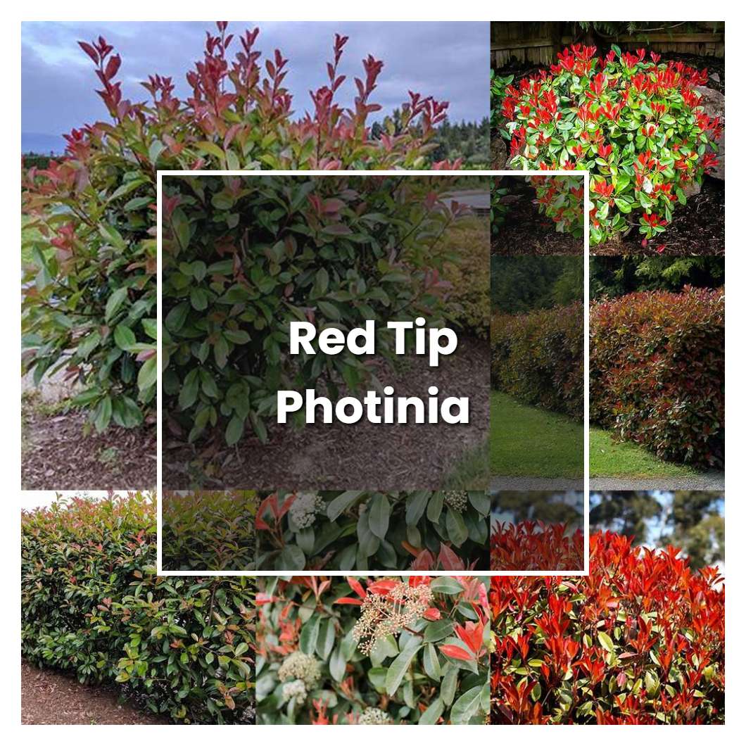How to Grow Red Tip Photinia - Plant Care & Tips