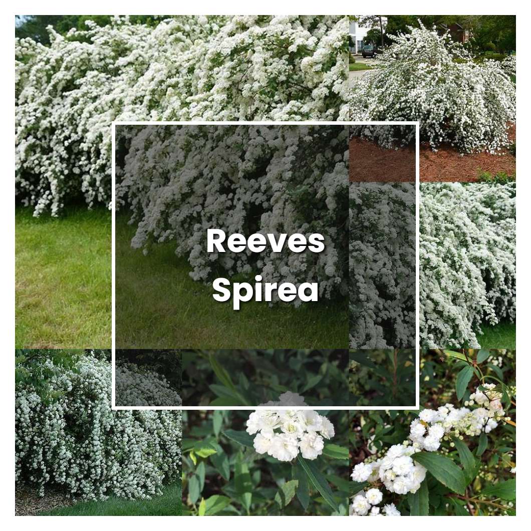 How to Grow Reeves Spirea - Plant Care & Tips