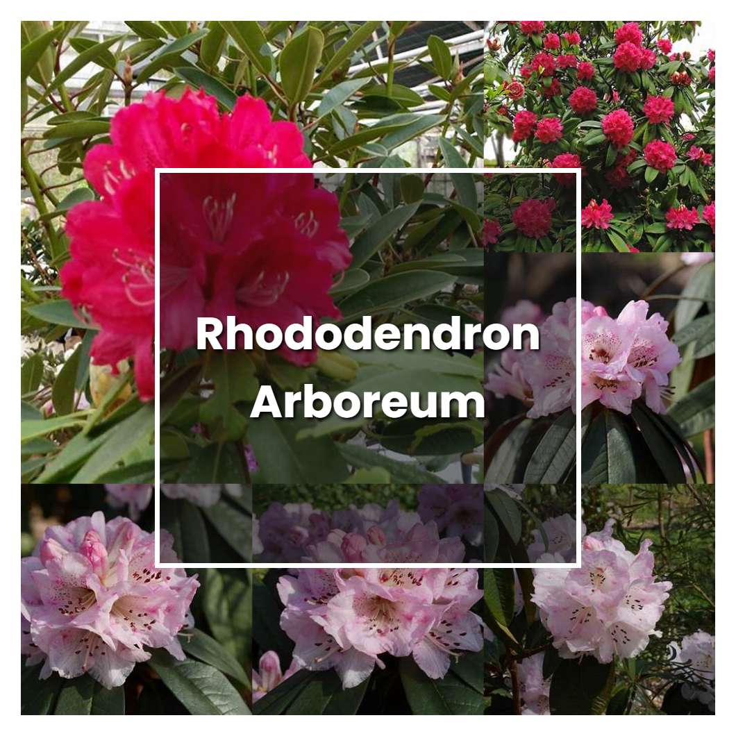 How to Grow Rhododendron Arboreum - Plant Care & Tips