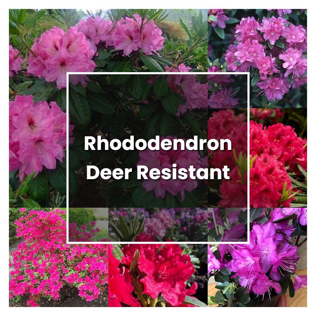 How to Grow Rhododendron Deer Resistant - Plant Care & Tips