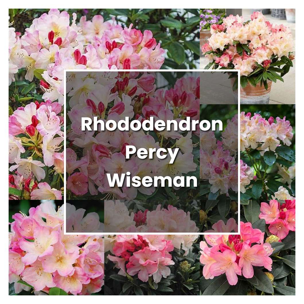 How to Grow Rhododendron Percy Wiseman - Plant Care & Tips