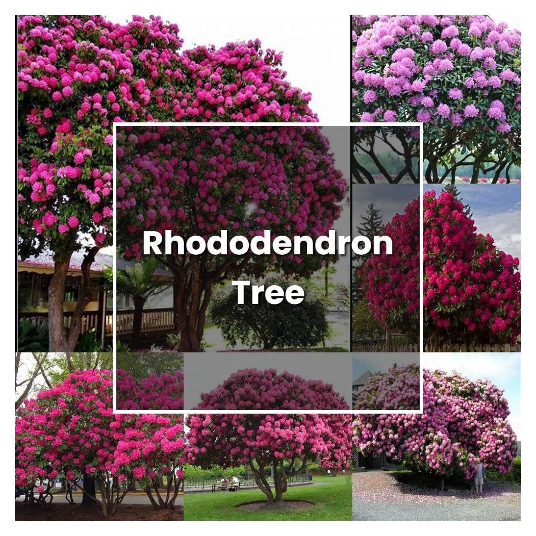 How to Grow Rhododendron Tree - Plant Care & Tips