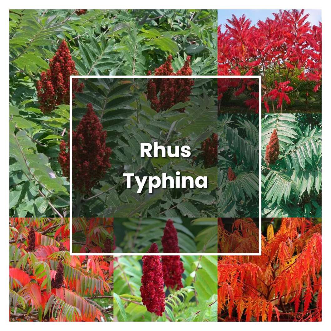 How to Grow Rhus Typhina - Plant Care & Tips